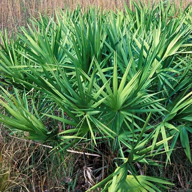 Ingredients Name: Sawpalmetto