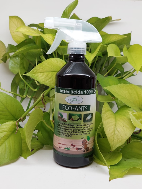 Eco Ants