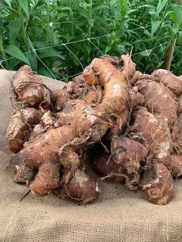 Ingredients Name: Gingerlily