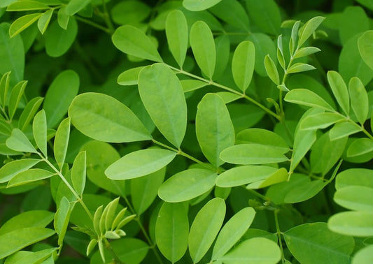 Ingredients Name: Indigofera Leaves