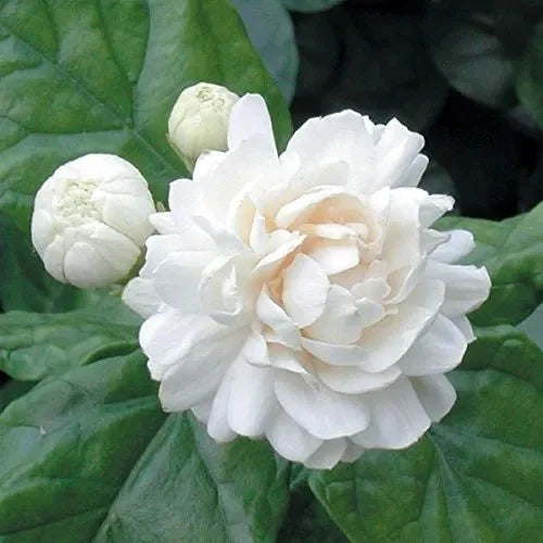 Ingredients Name: Jasmine Sambac
