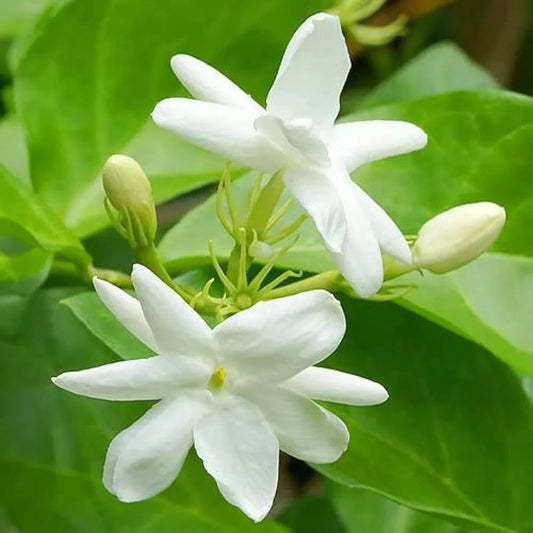 Ingredients Name: Jasmine grandiflorum