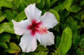 Ingredients Name: Jaswand Phoo