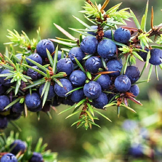 Ingredients Name: Juniper berry