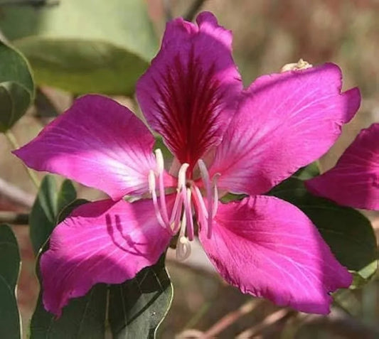 Ingredients Name: Kachnar