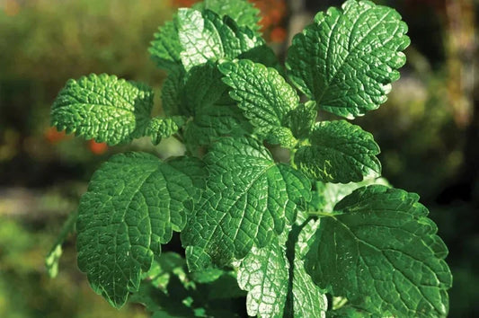Ingredients Name: Peppermint water Soluble Extract