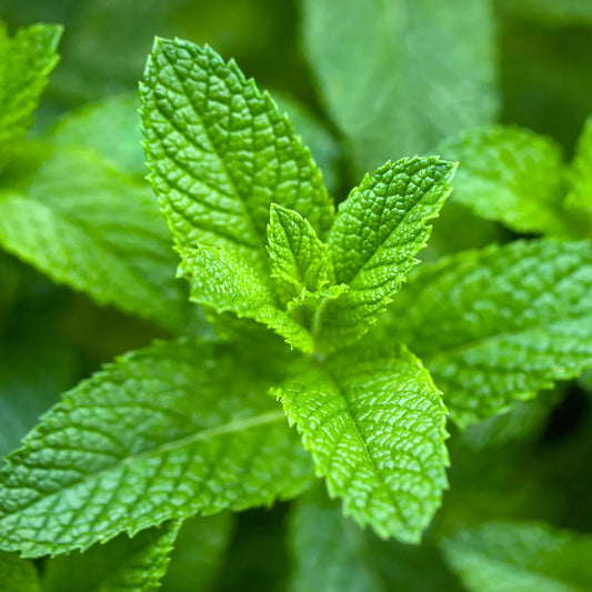 Ingredients Name: Spearmint water Soluble Extract