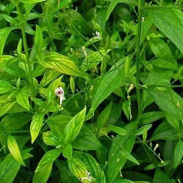 Ingredients Name: Andrographis Holistic Extract