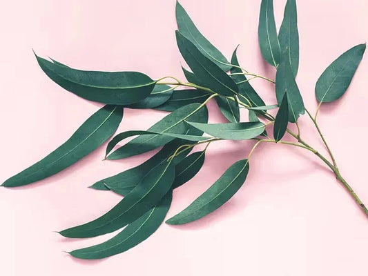 Ingredients Name: Eucalyptus