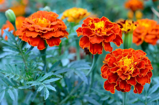 Ingredients Name: Marigold