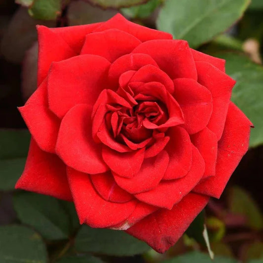 Ingredients Name: Rose water Soluble Extract
