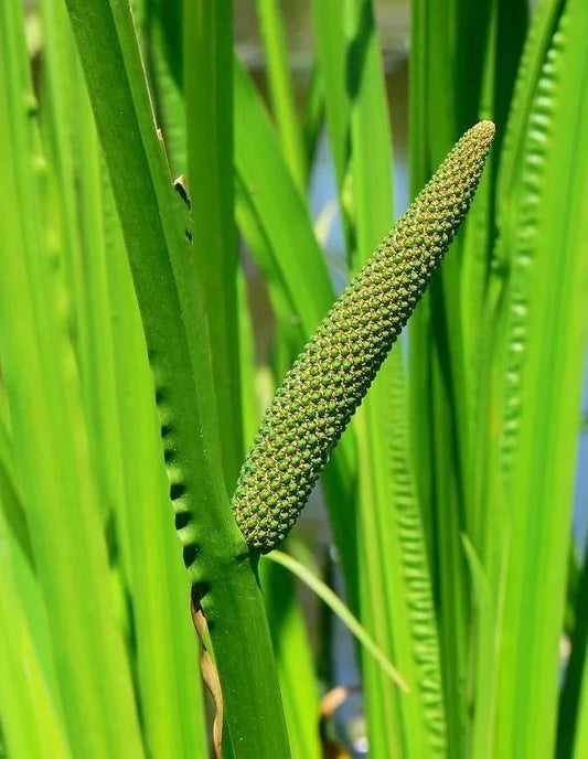 Ingredients Name: Sweet Flag
