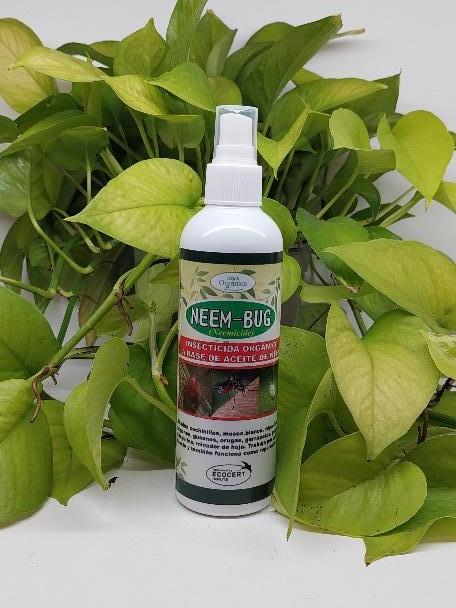 Neem Bug
