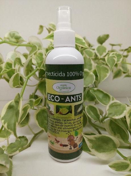 Eco Ants