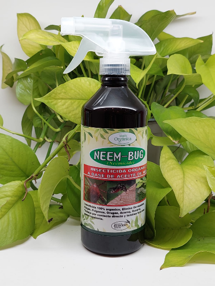 Neem Bug